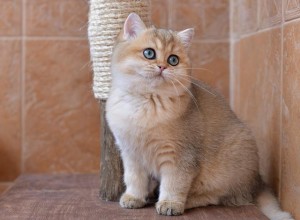 Шиншилла. Завуалированный Золотой Окрас Британских Кошек. Фото золотых британцев: британских котят, котов, кошек. Золотой британский кот: стандарт окраса. Золотистые британцы: фото галерея.